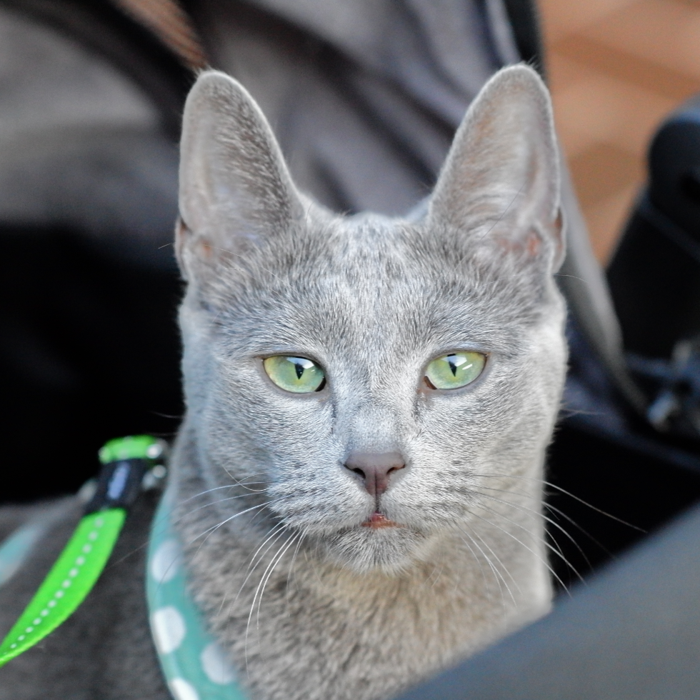 KayR Russian Blue 01RS