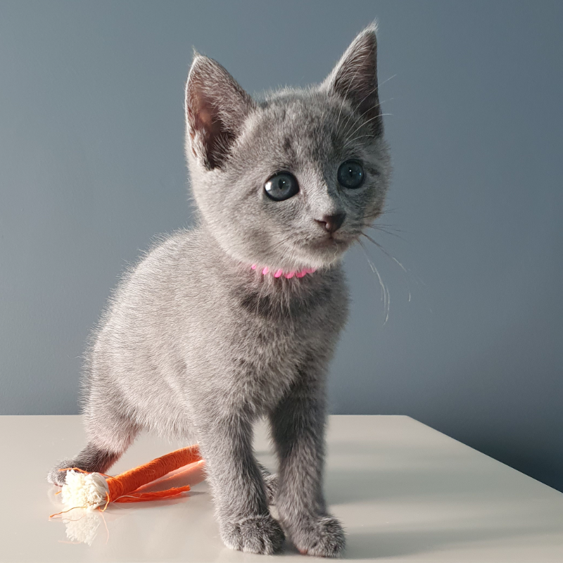 Russian Blue Female Kitten Seven Week Pink 01RS