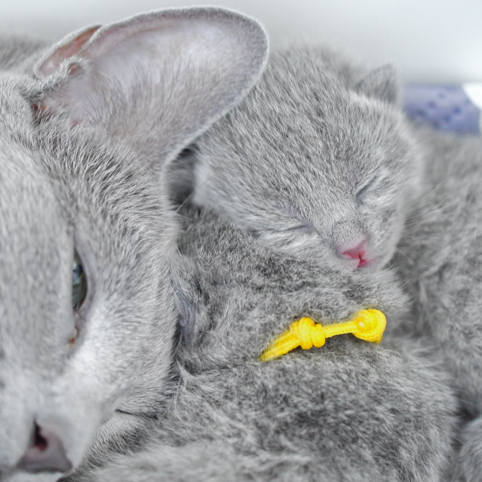 Russian Blue Kittens Three Days 01RS