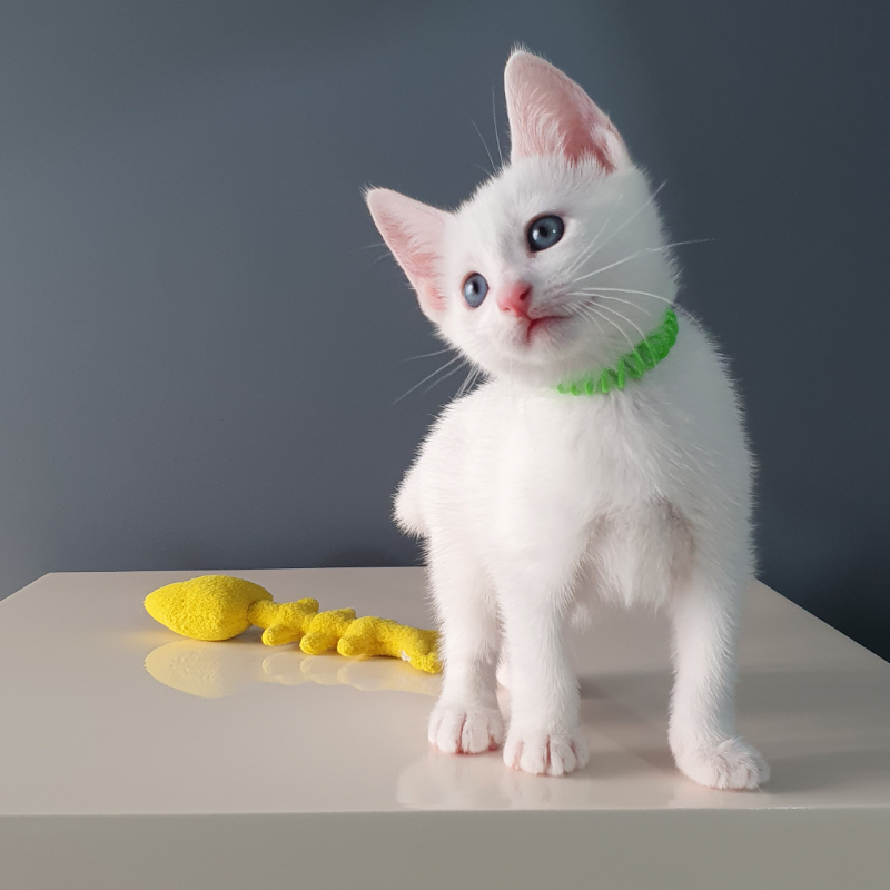 Russian White Kitten Seven Week Lime 01RS