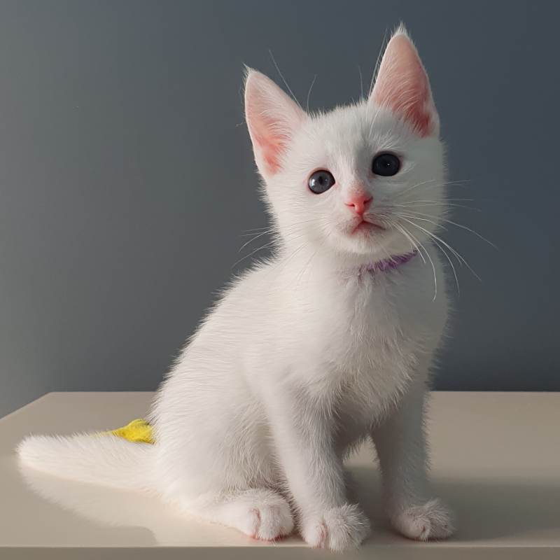 Russian White Kitten Seven Week Purp 01RS