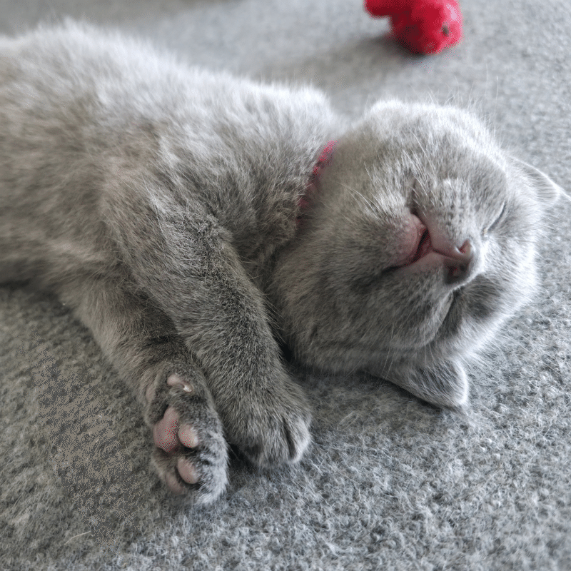 Russian Blue Kitten 3 Weeks1709